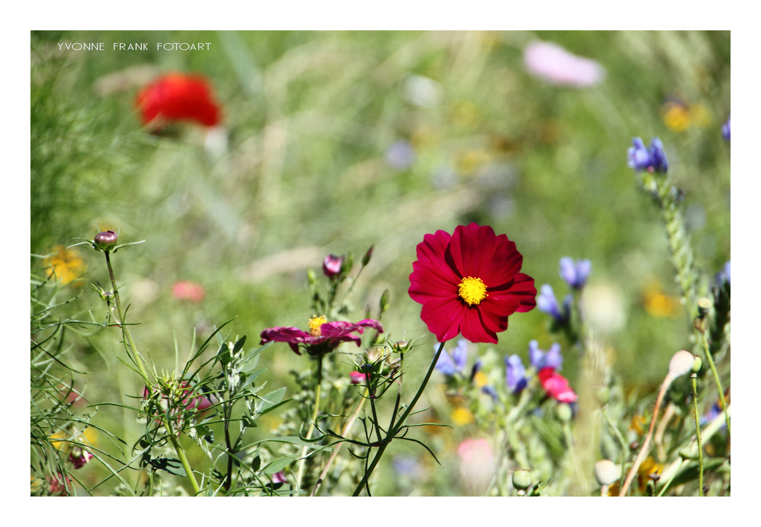 Blumenwiese