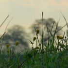 Blumenwiese