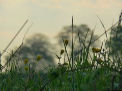 Blumenwiese