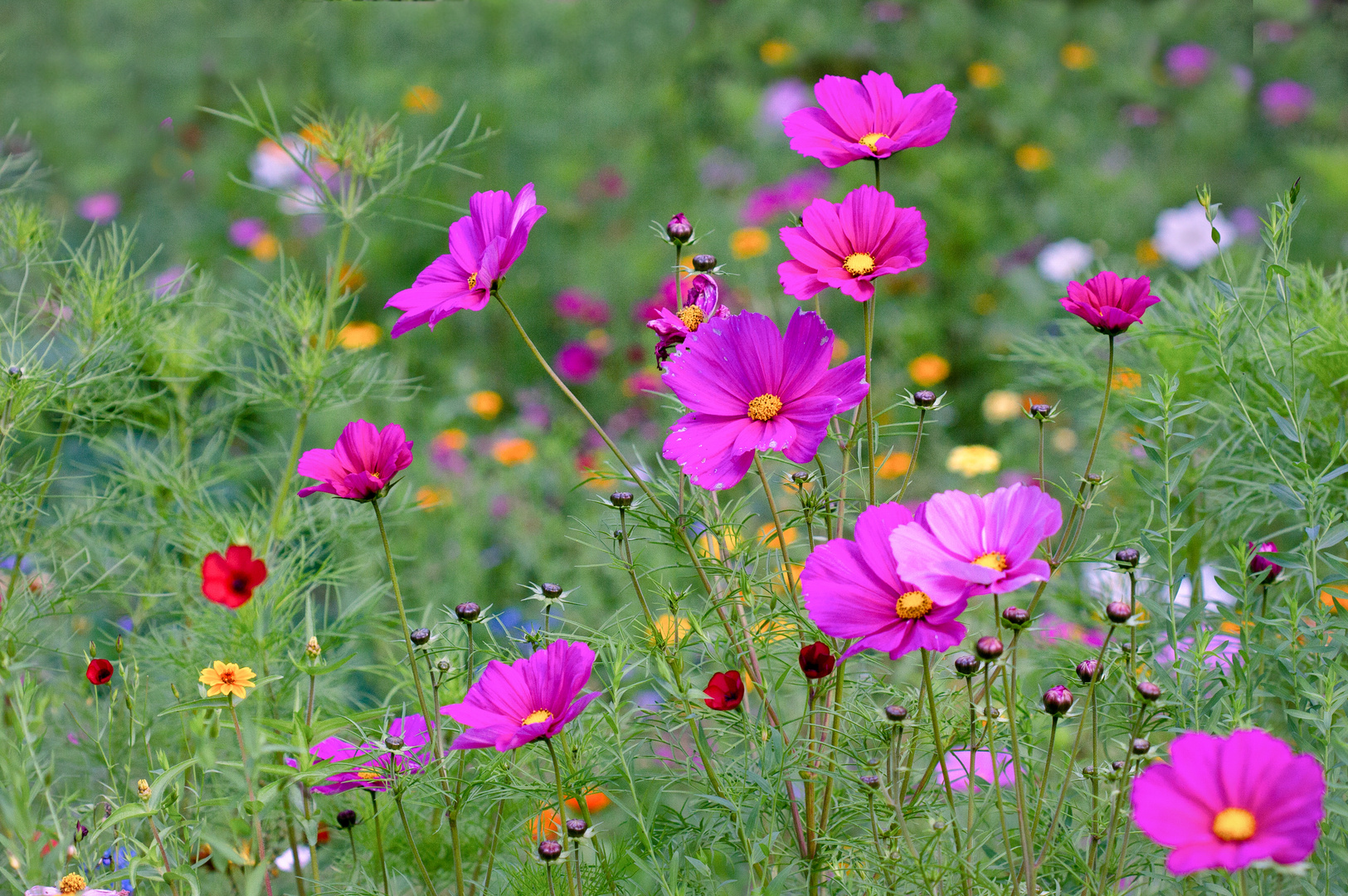 blumenwiese