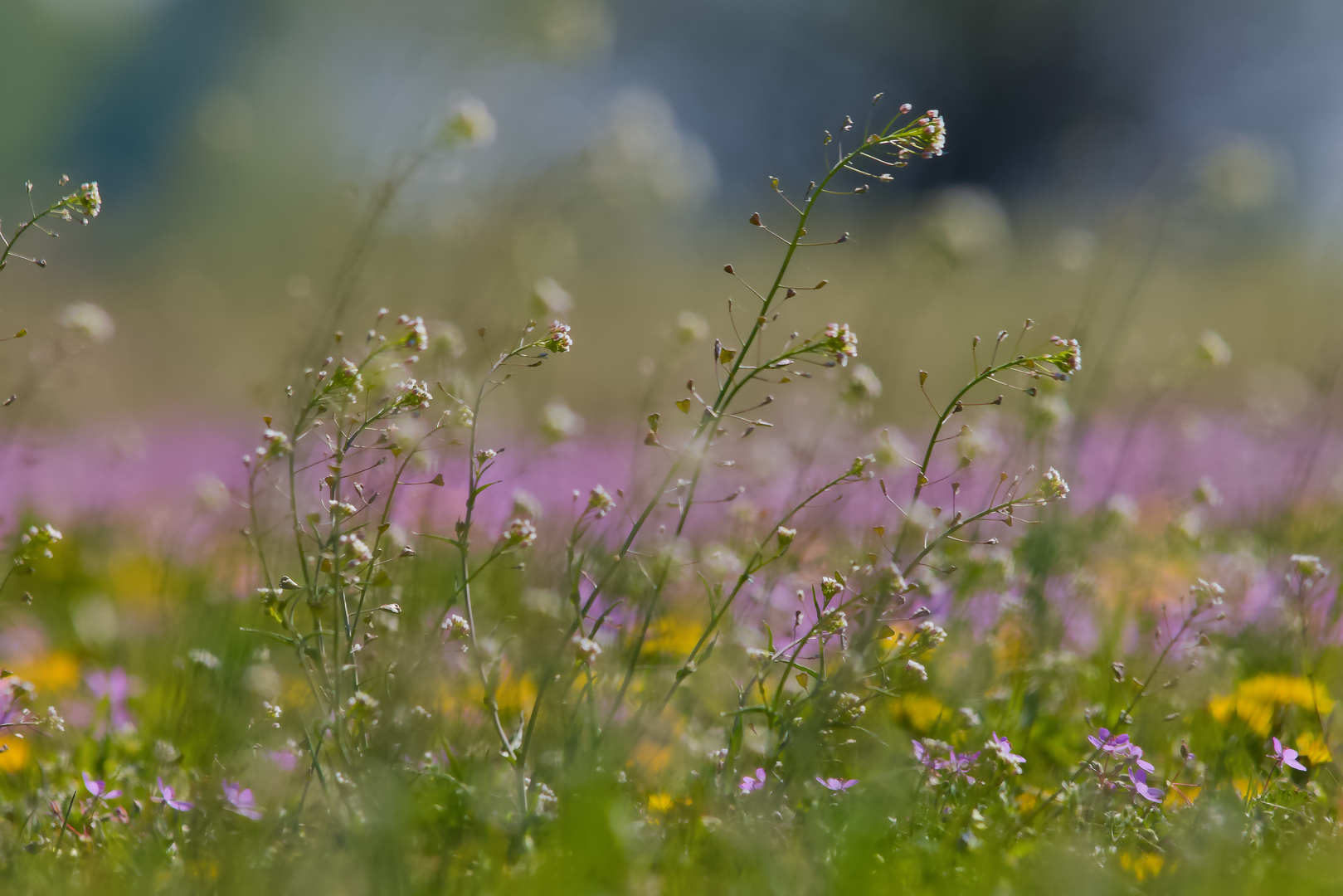 Blumenwiese