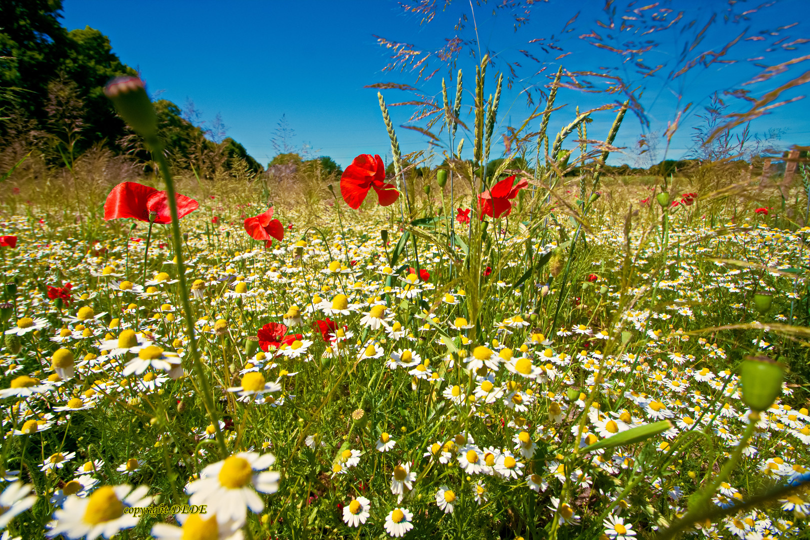 Blumenwiese Foto &amp; Bild | Bilder auf fotocommunity