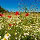 Blumenwiese