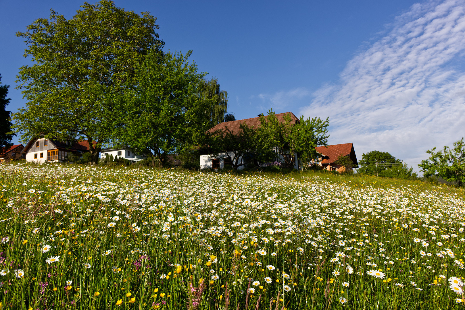 Blumenwiese