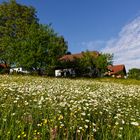 Blumenwiese