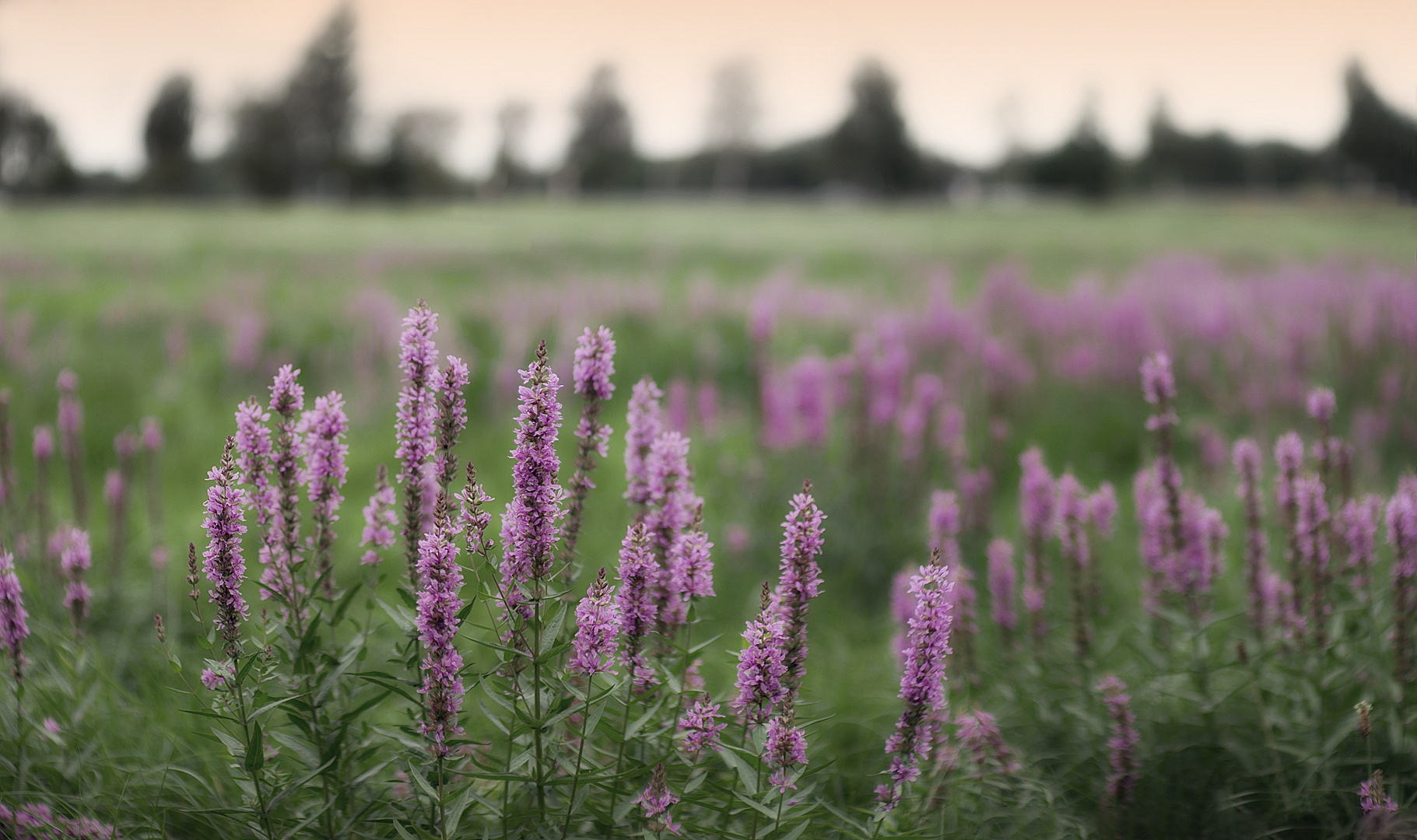 Blumenwiese