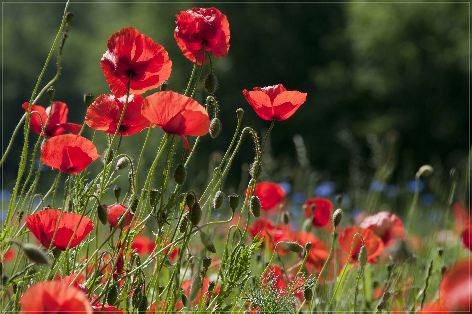 Blumenwiese