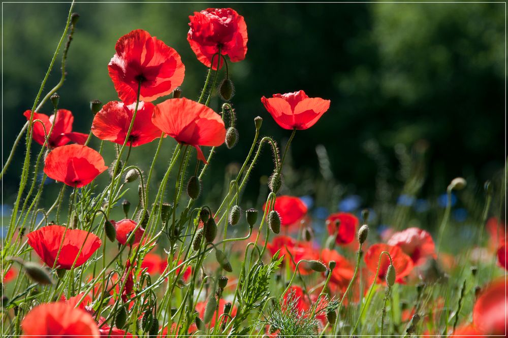 Blumenwiese