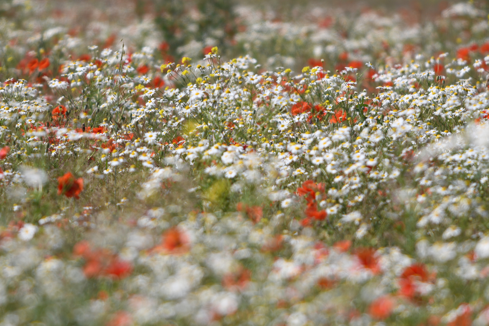 Blumenwiese