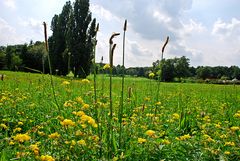 Blumenwiese