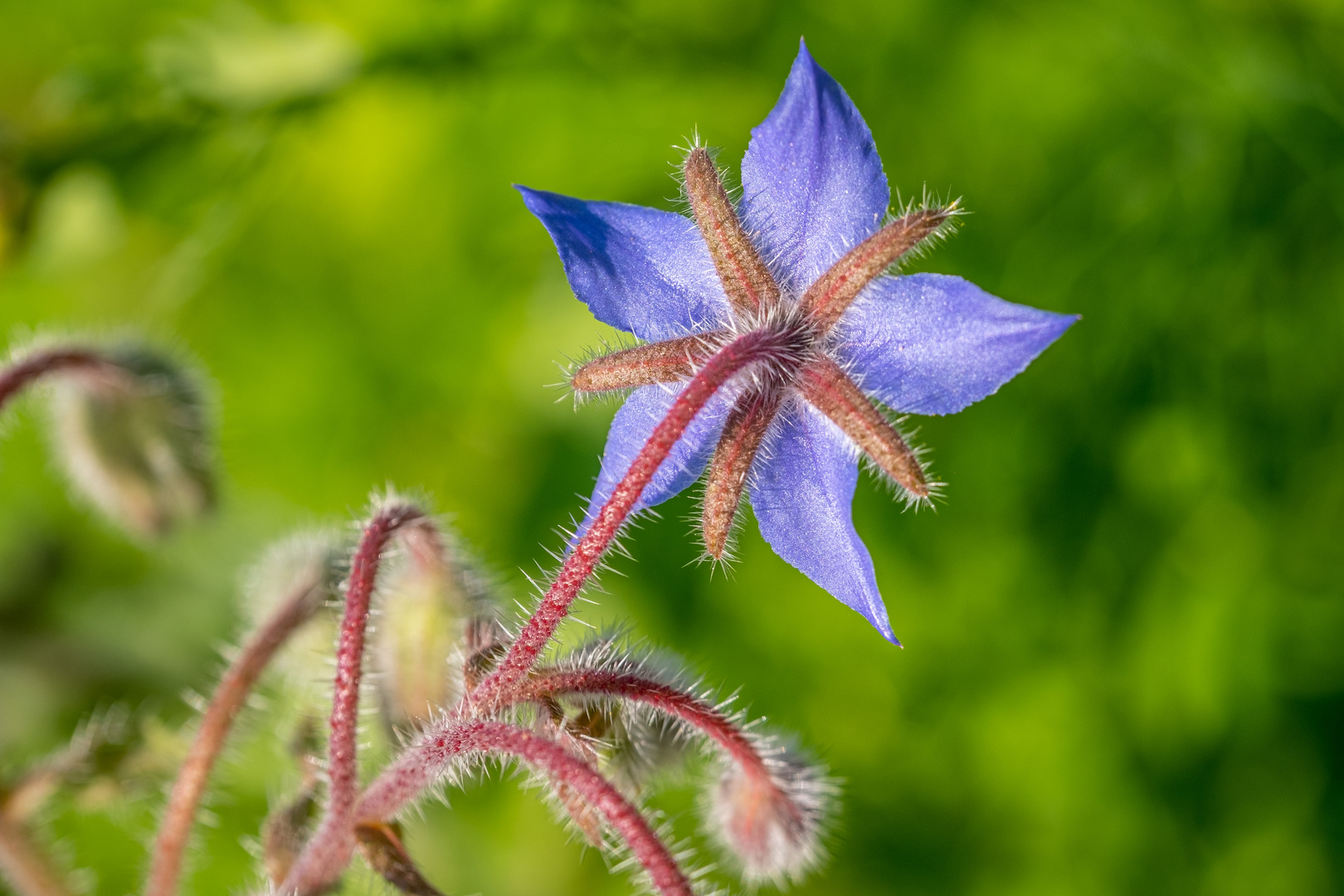 Blumenwiese