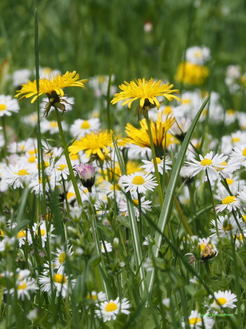 Blumenwiese-3