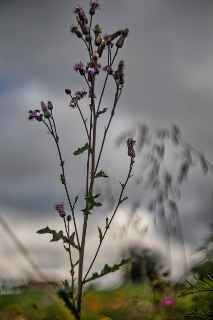 Blumenwiese 3