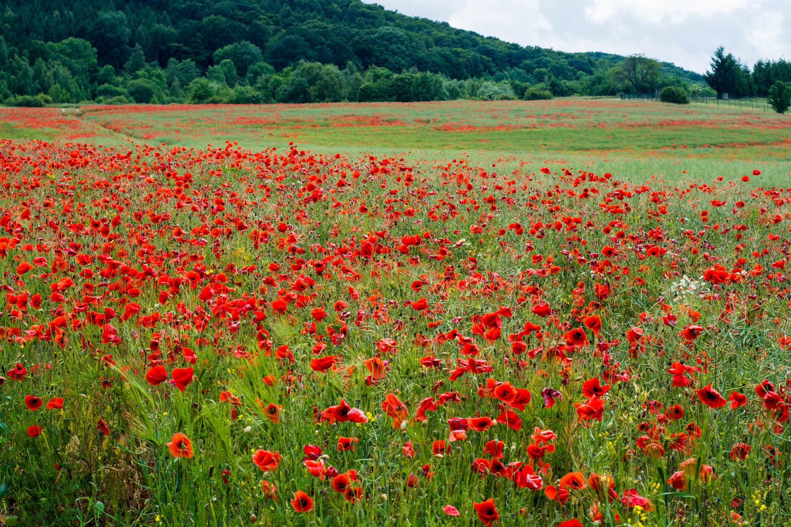 Blumenwiese