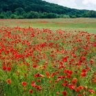 Blumenwiese