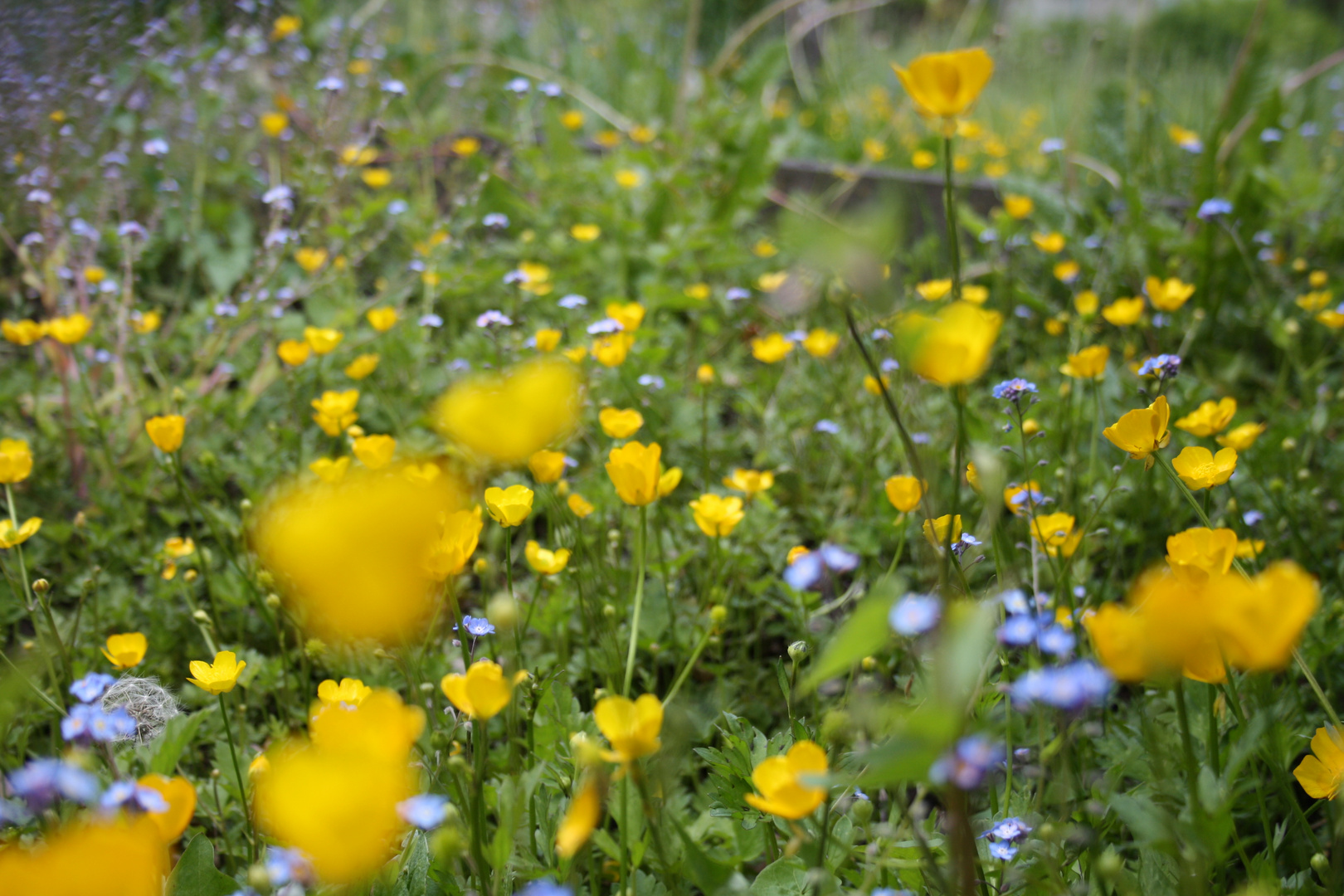 Blumenwiese