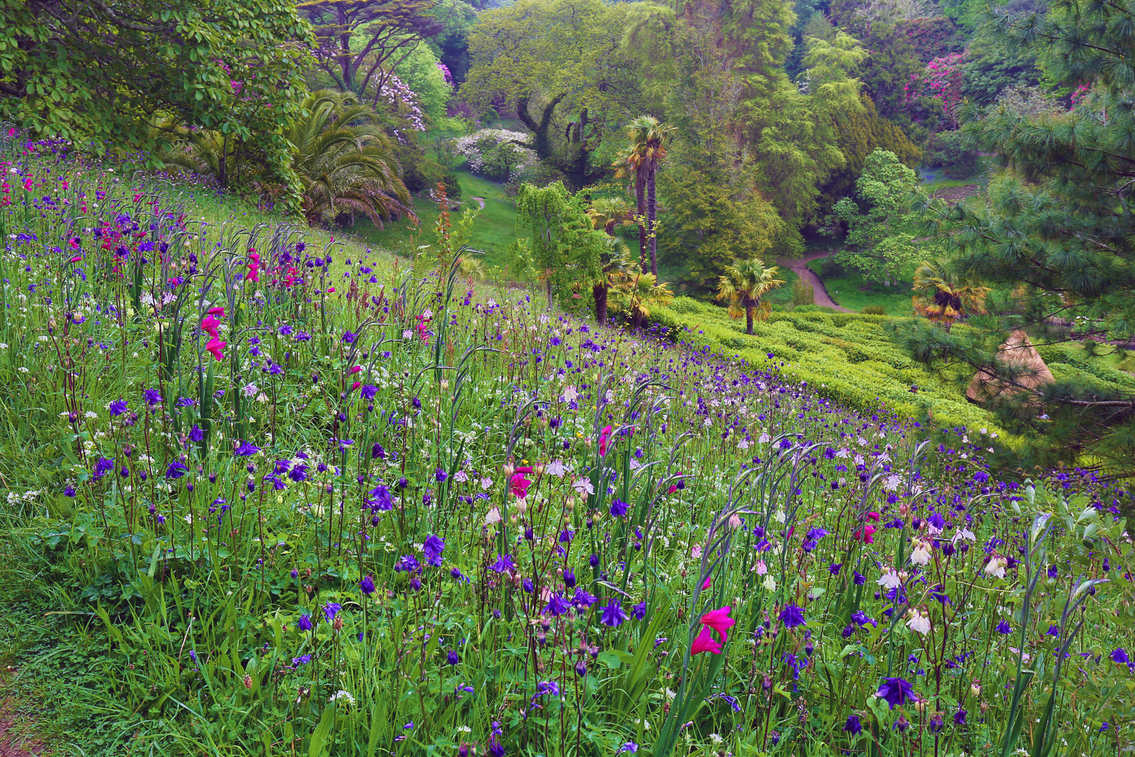 Blumenwiese