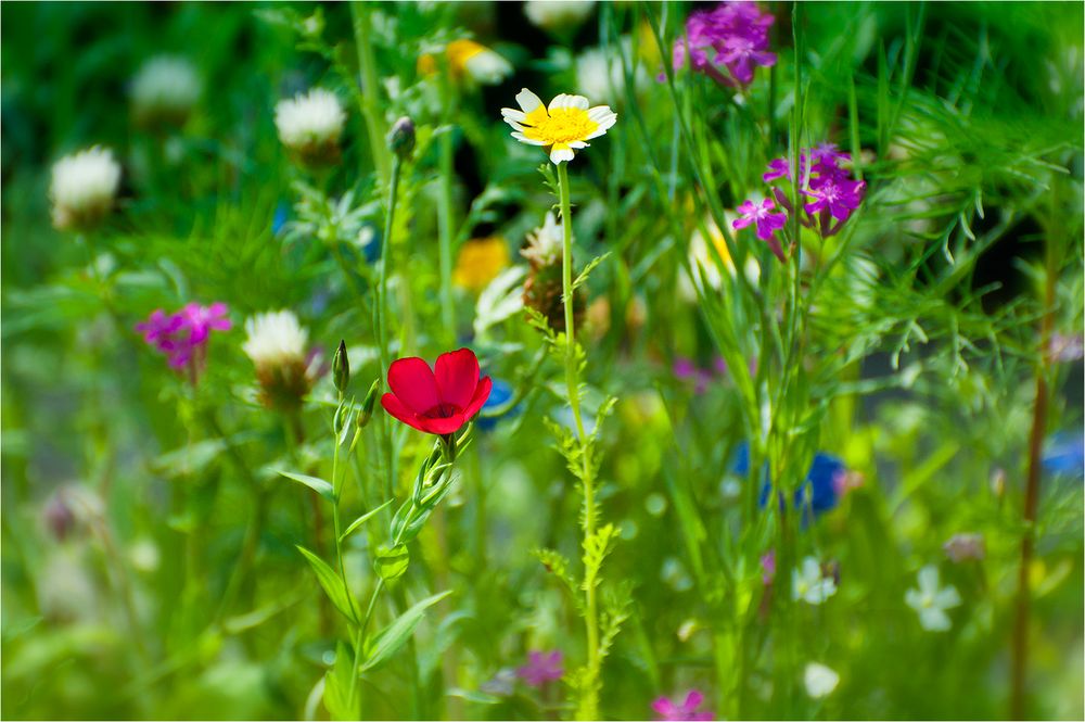 Blumenwiese