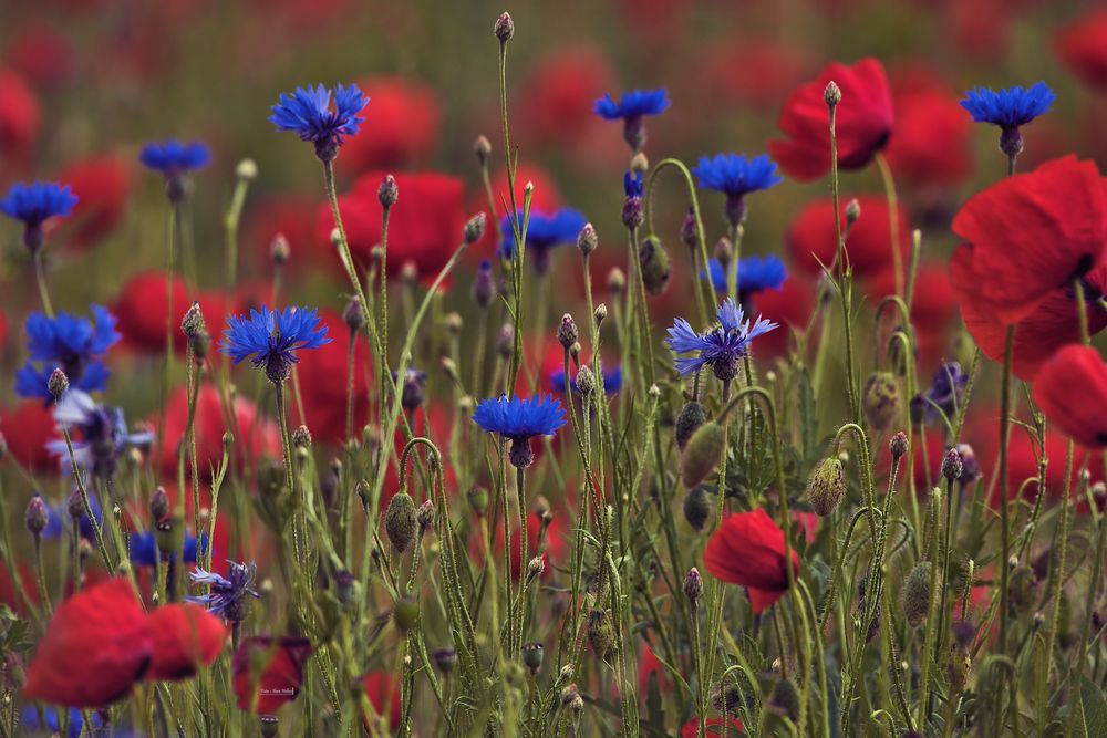 Blumenwiese