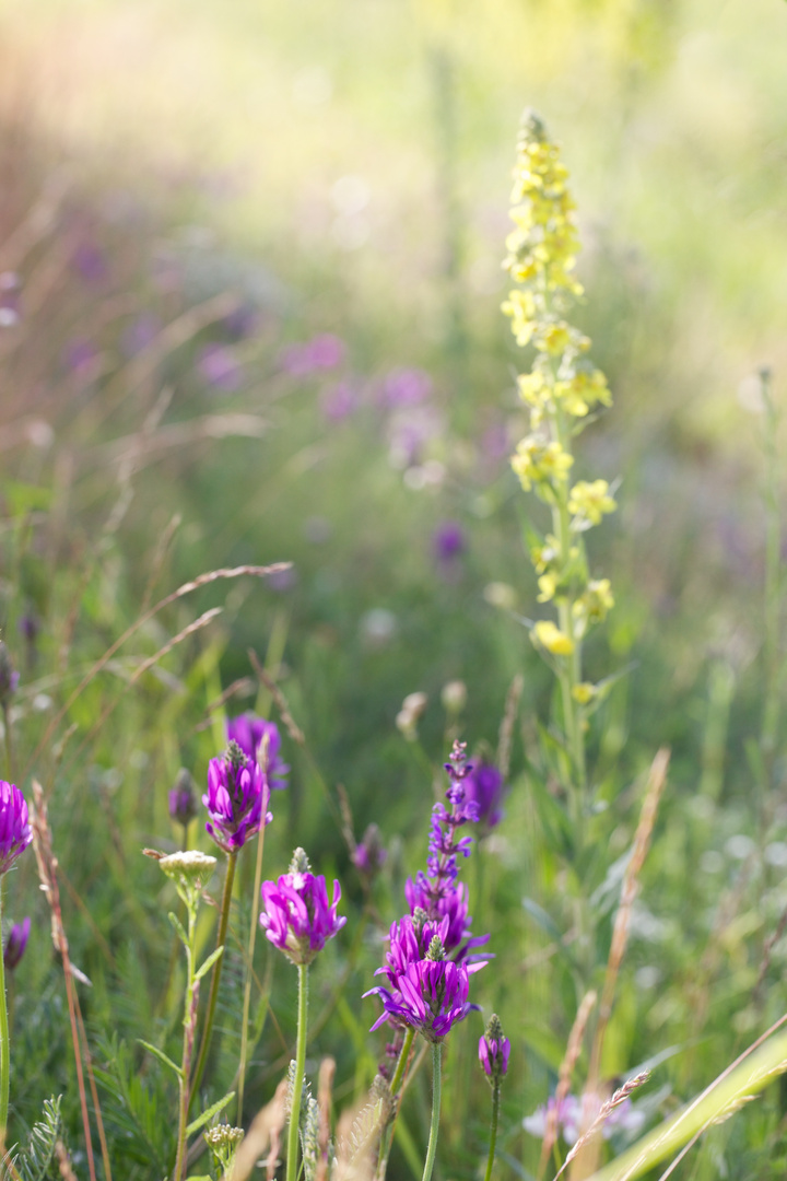 Blumenwiese