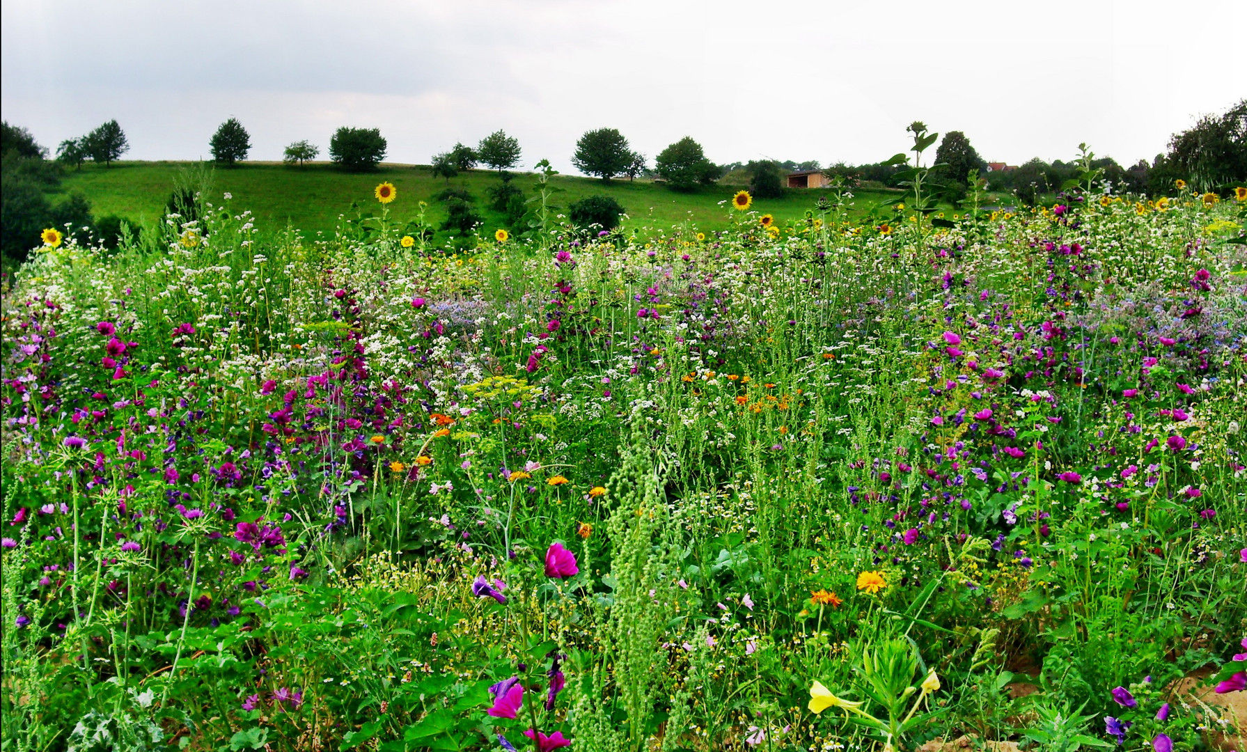 Blumenwiese