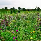 Blumenwiese