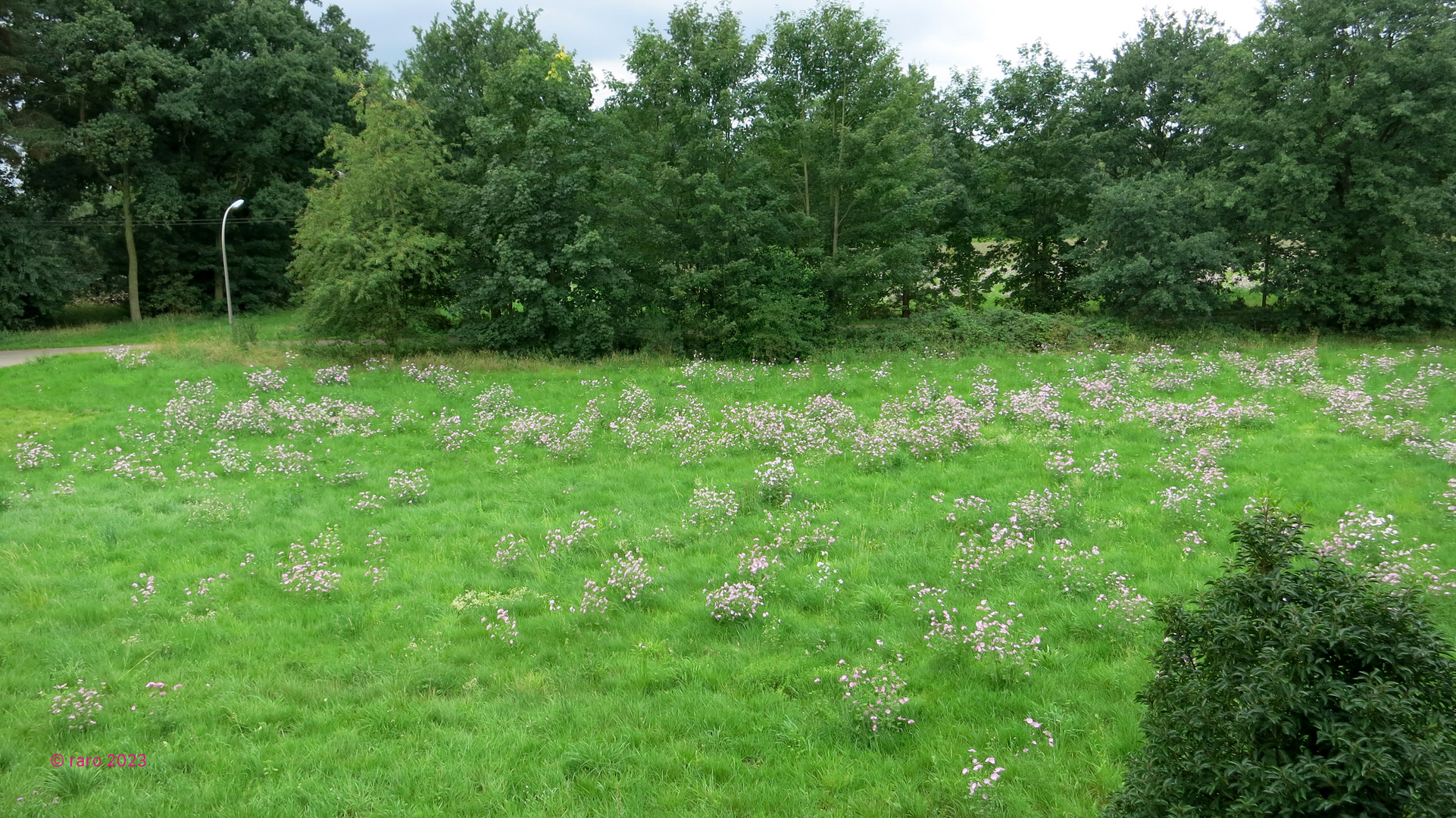 Blumenwiese