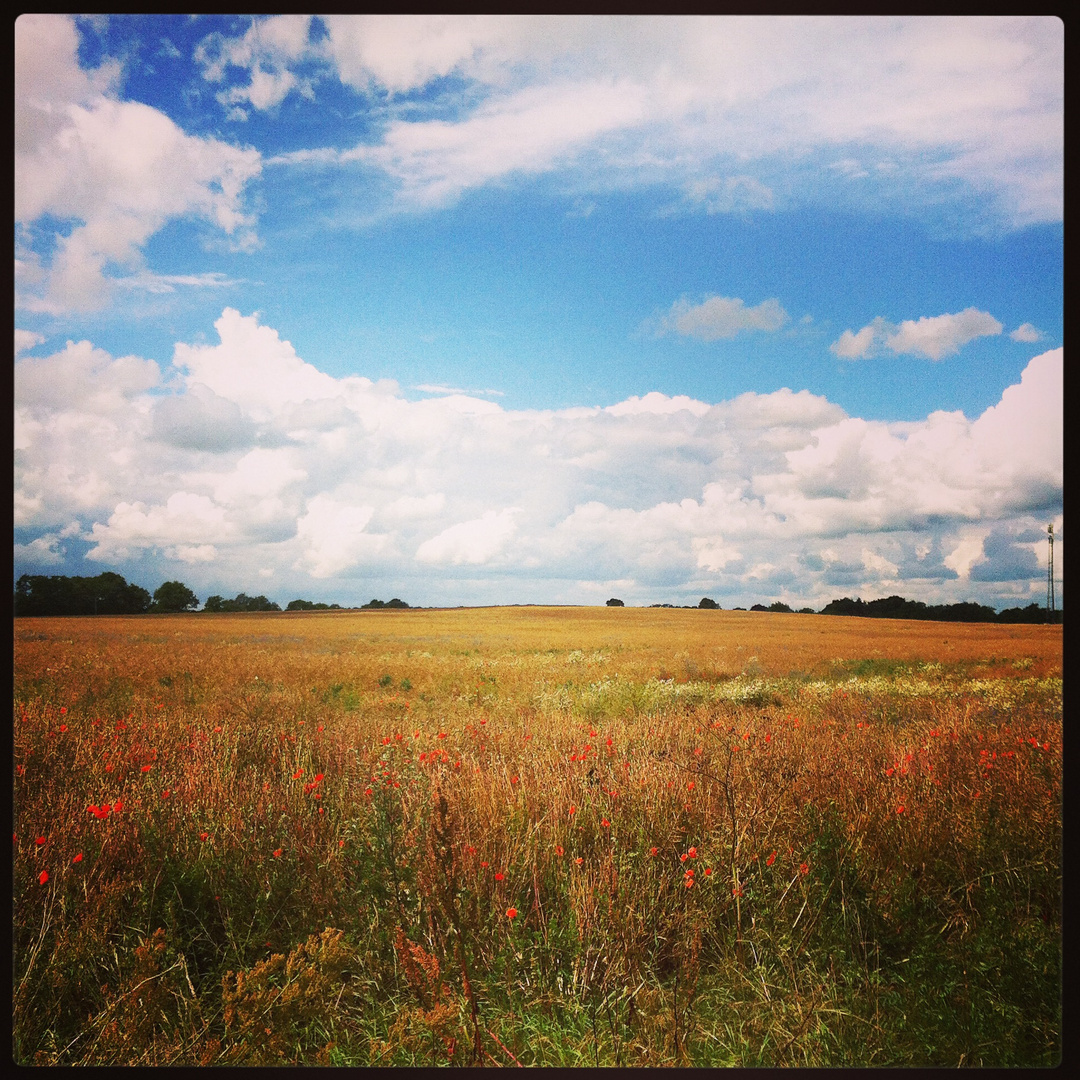 Blumenwiese