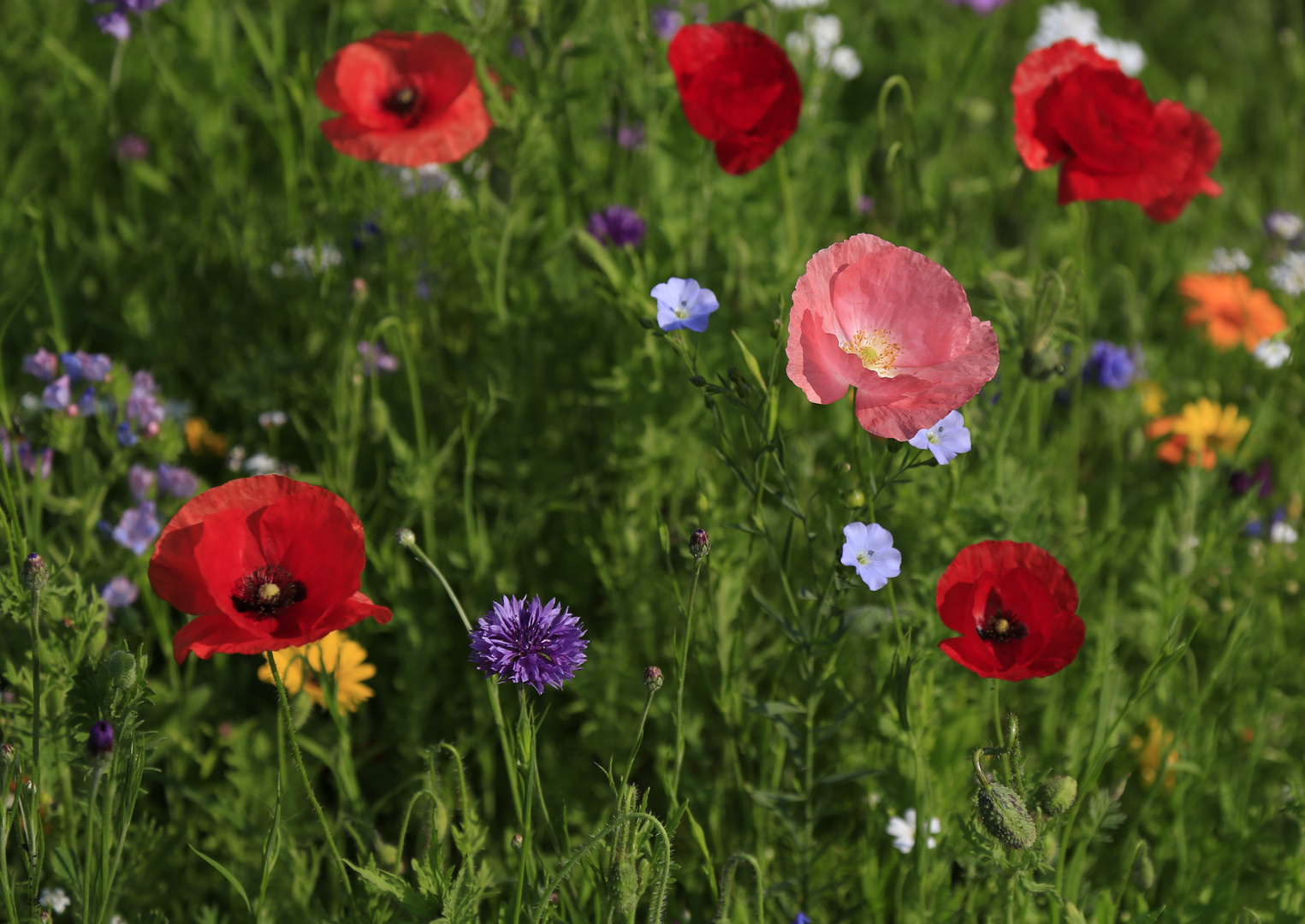 Blumenwiese