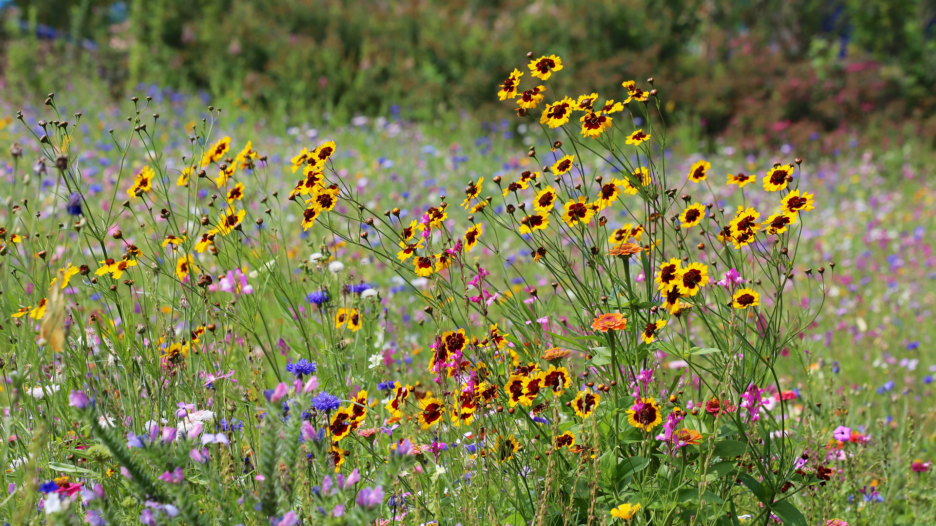 Blumenwiese Foto & Bild landschaft, Äcker, felder & wiesen, canon