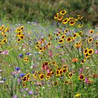 Blumenwiese