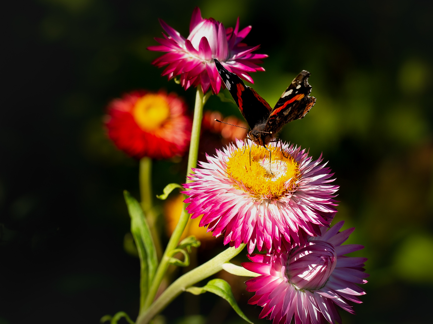 Blumenwiese