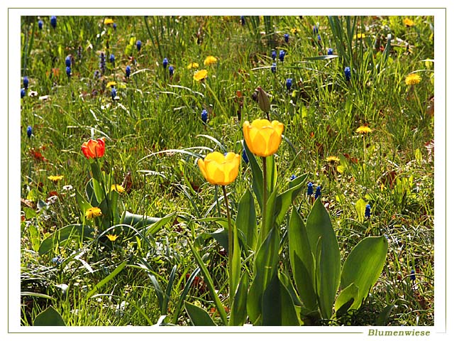 Blumenwiese