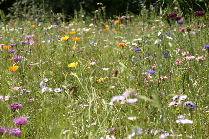 Blumenwiese