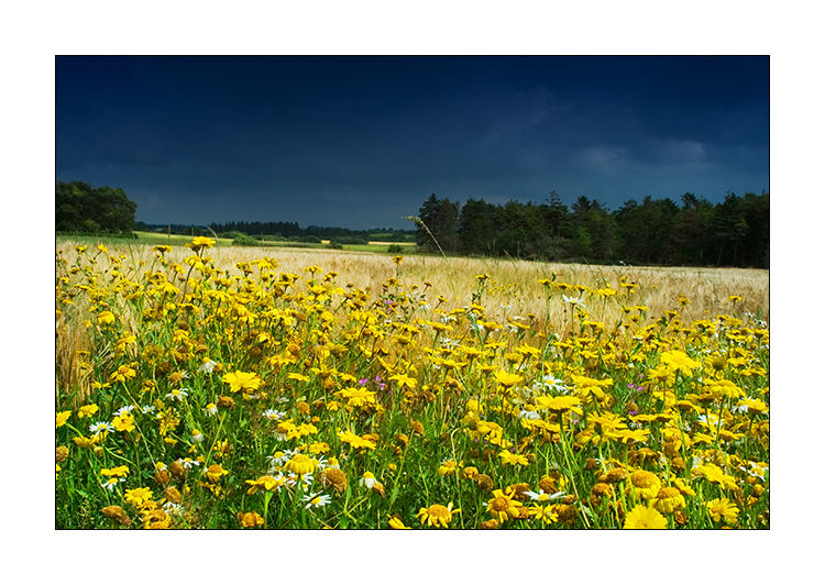 Blumenwiese