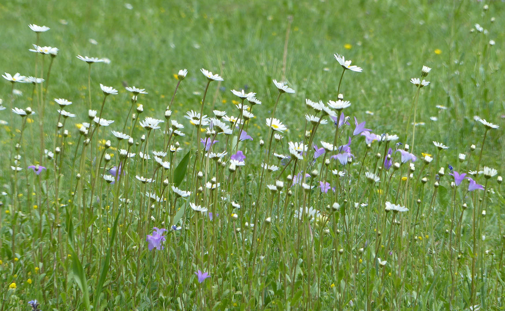 Blumenwiese