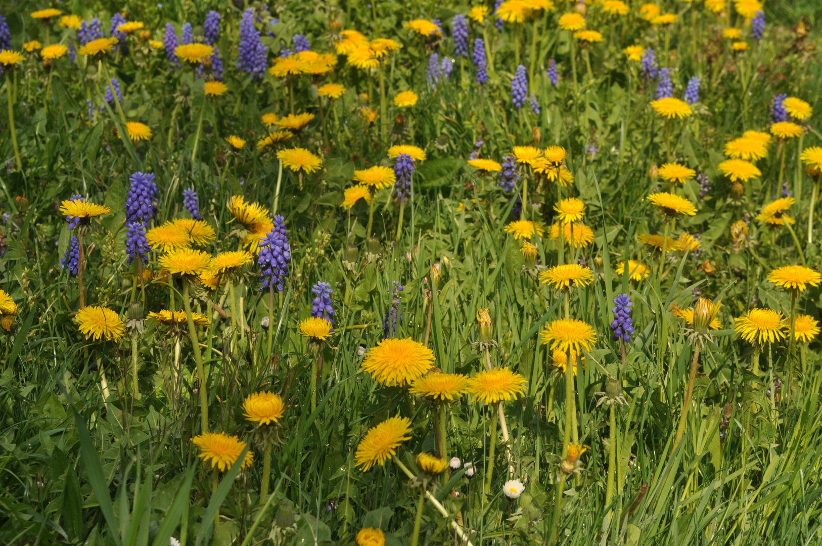 Blumenwiese