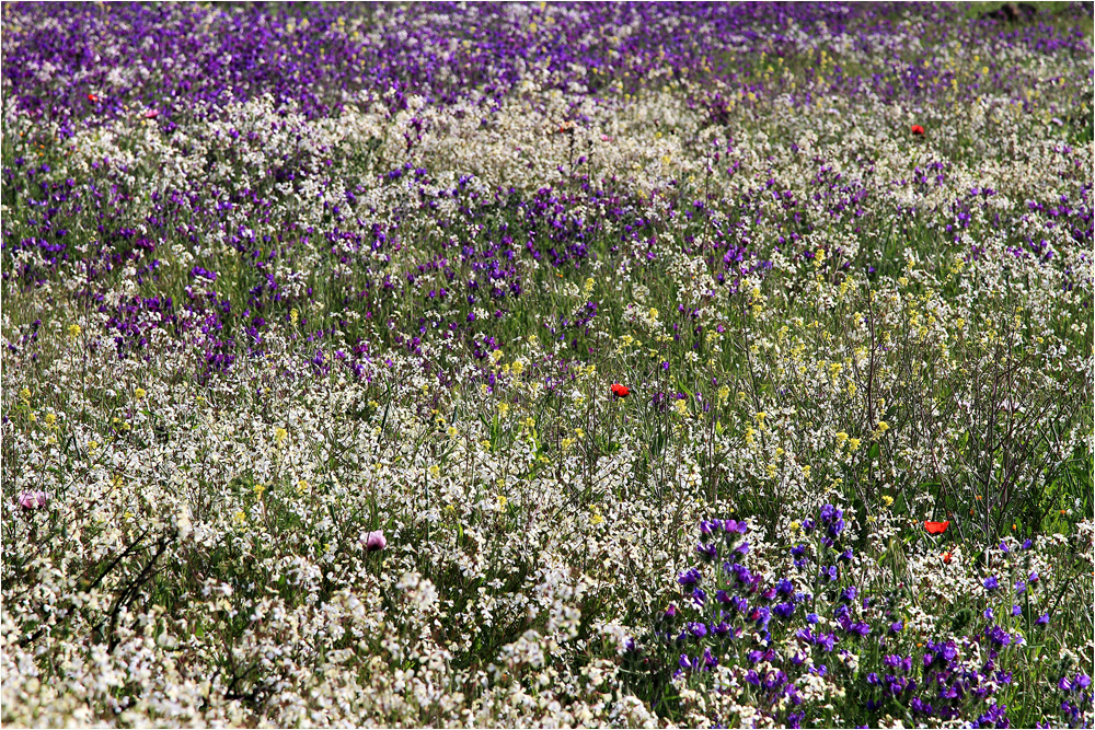 Blumenwiese