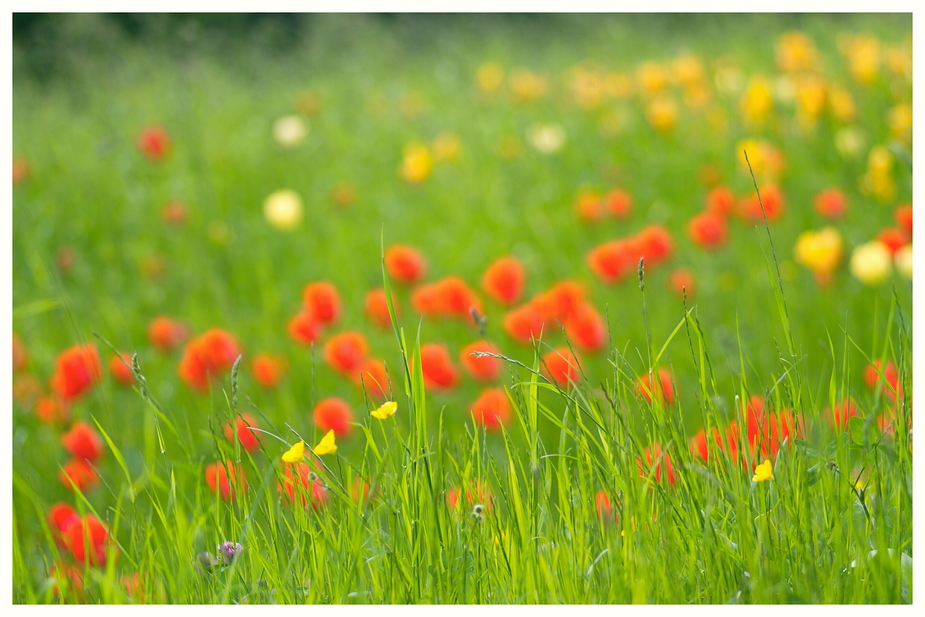 Blumenwiese