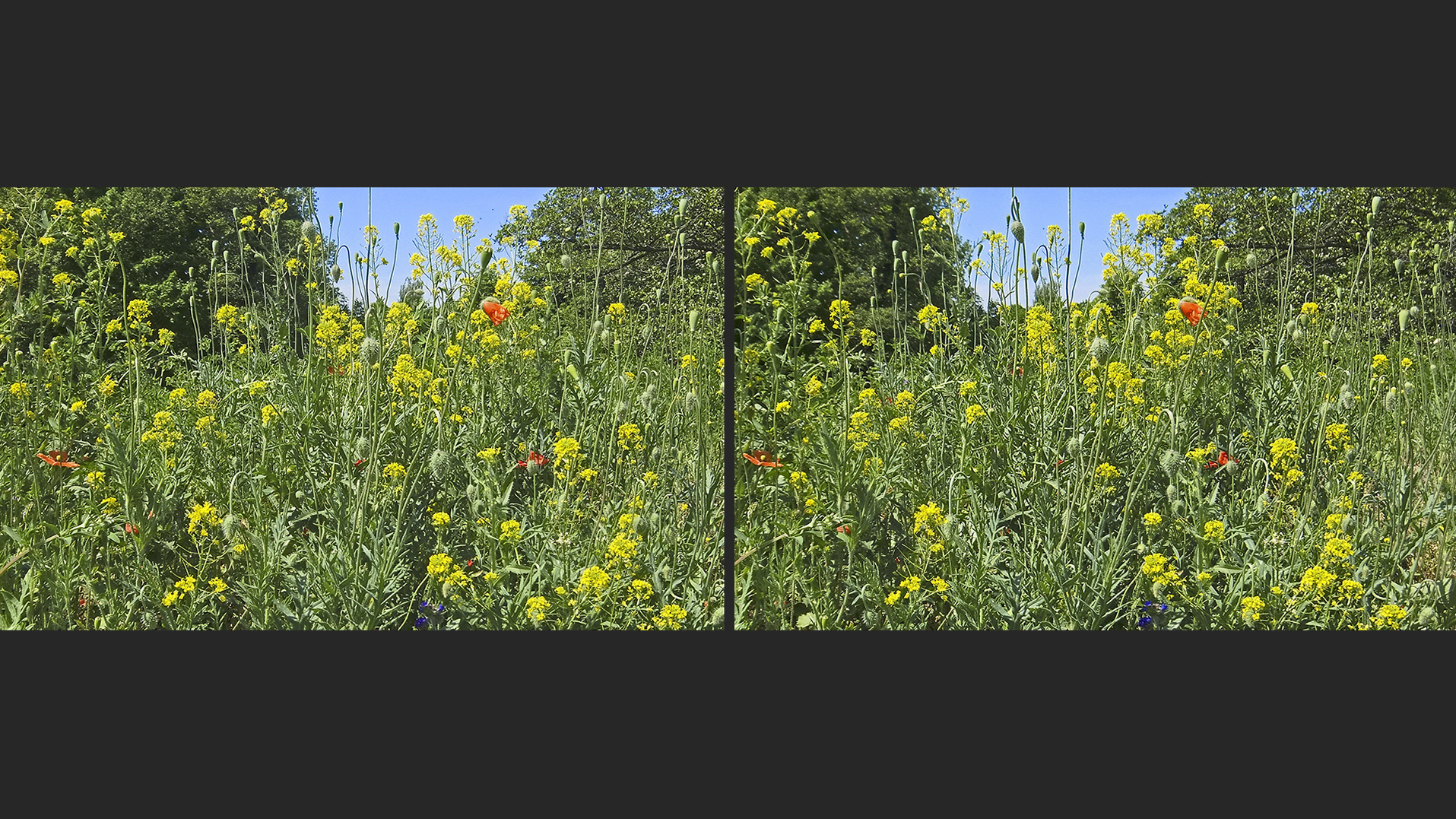 Blumenwiese (3D)