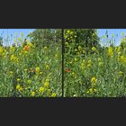 Blumenwiese (3D)