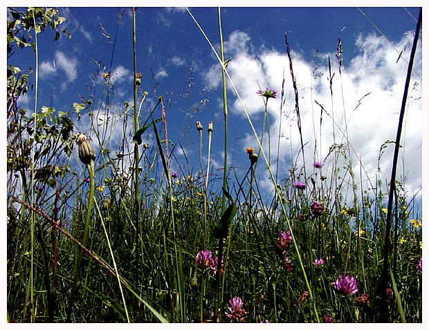 Blumenwiese