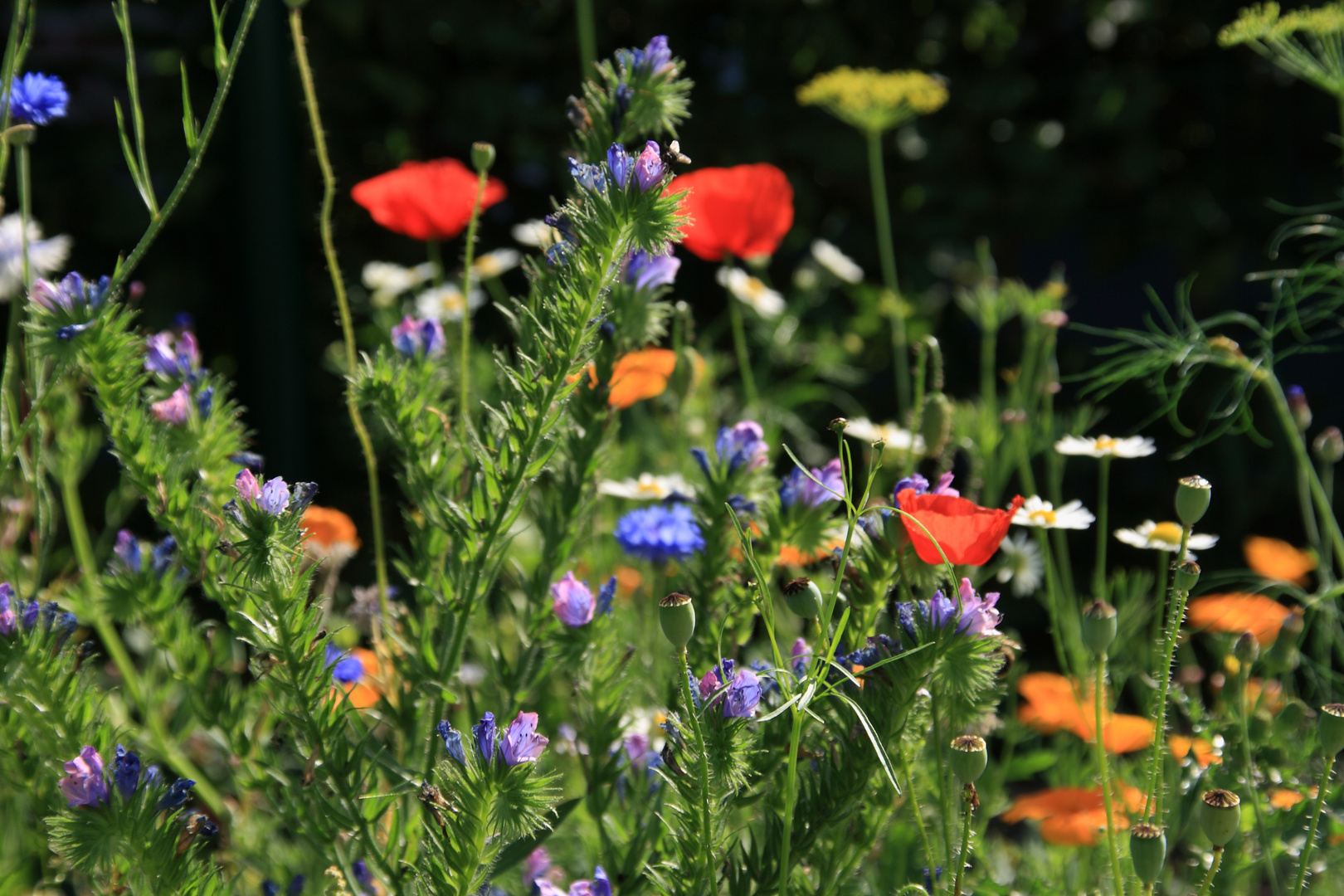 Blumenwiese