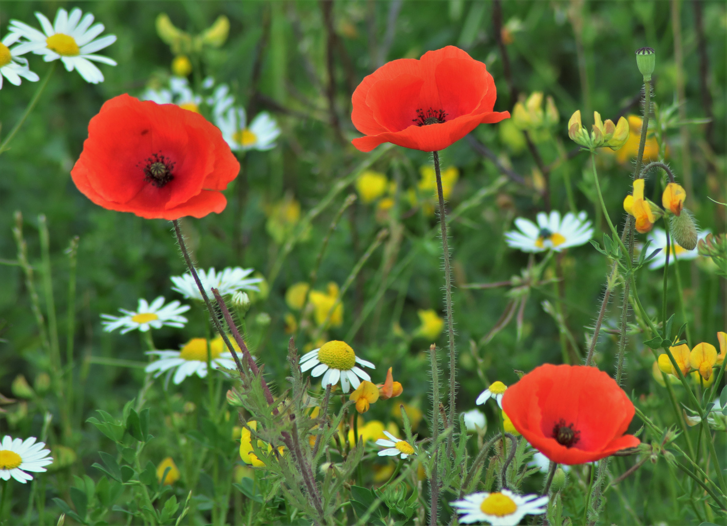 Blumenwiese