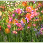 Blumenwiese 4