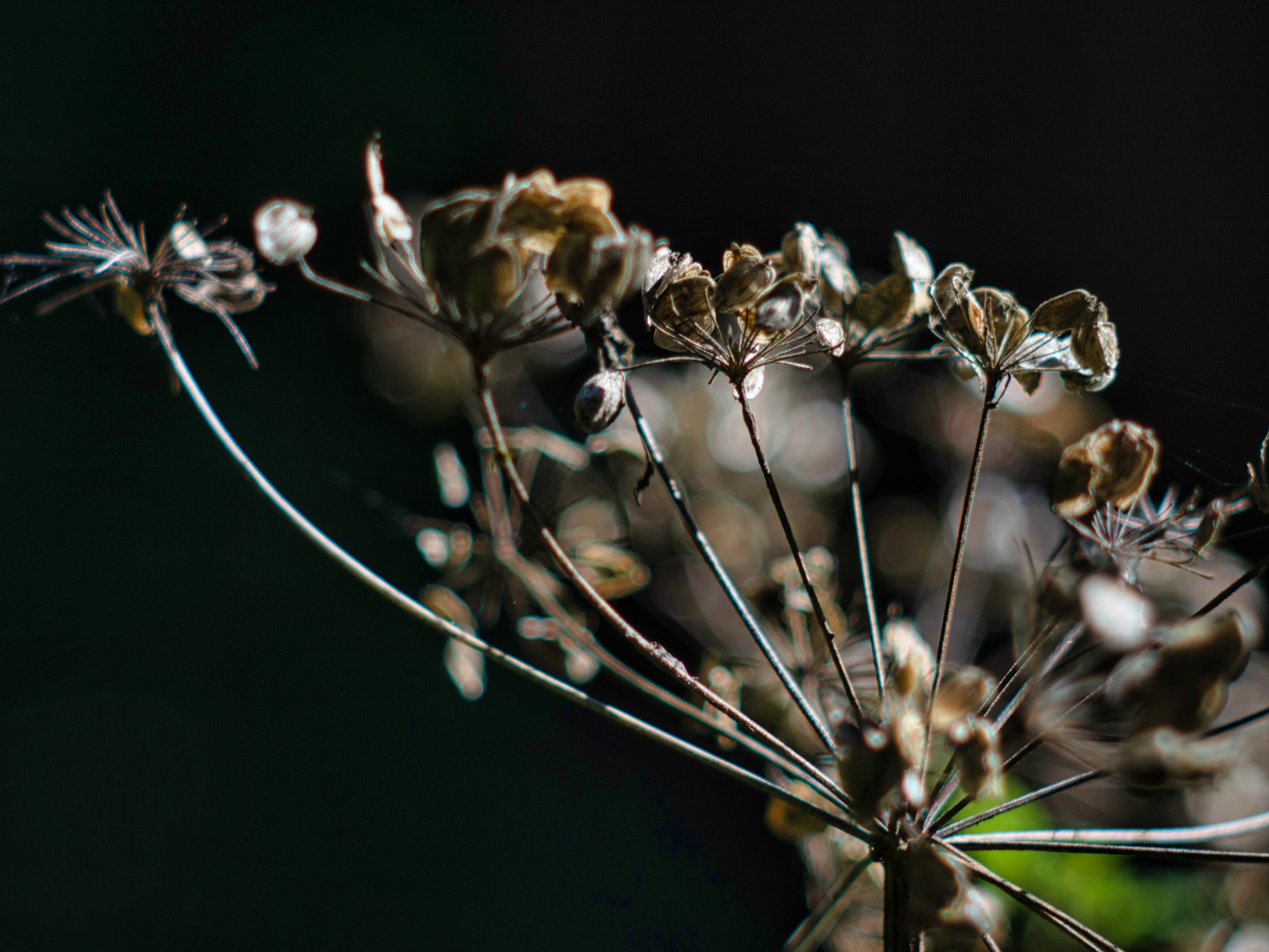 Blumenwiese 4