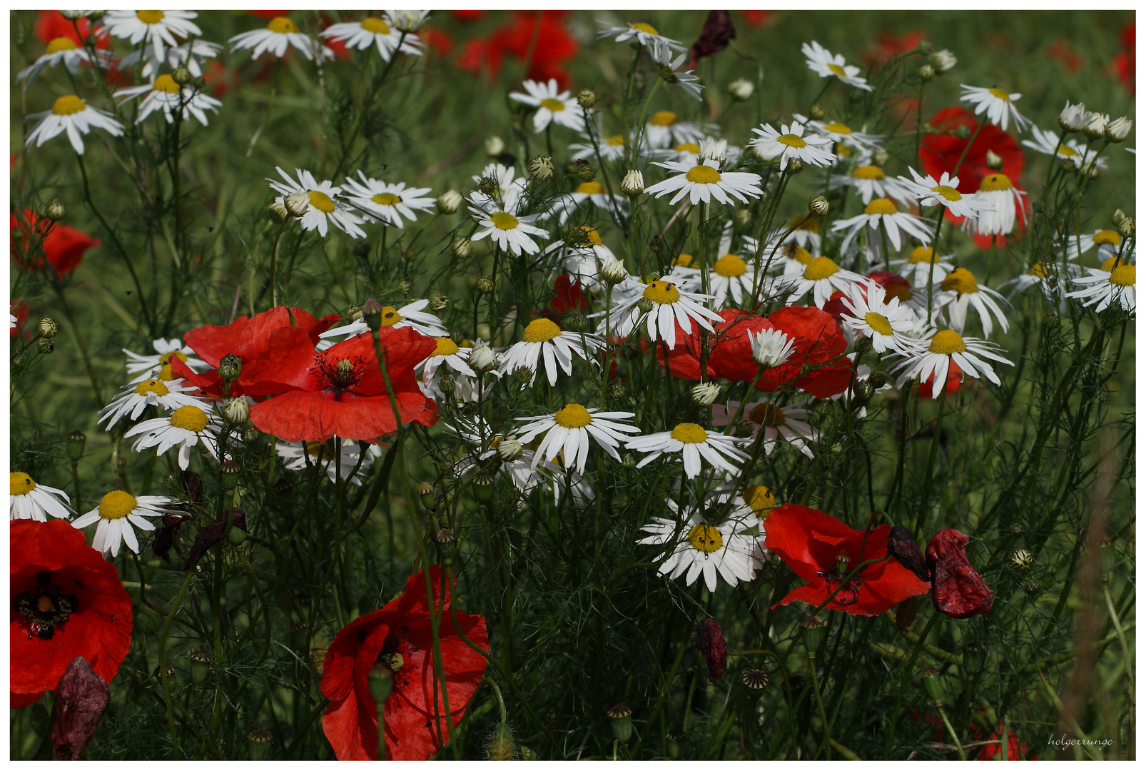 Blumenwiese 4