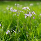 Blumenwiese