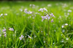 Blumenwiese