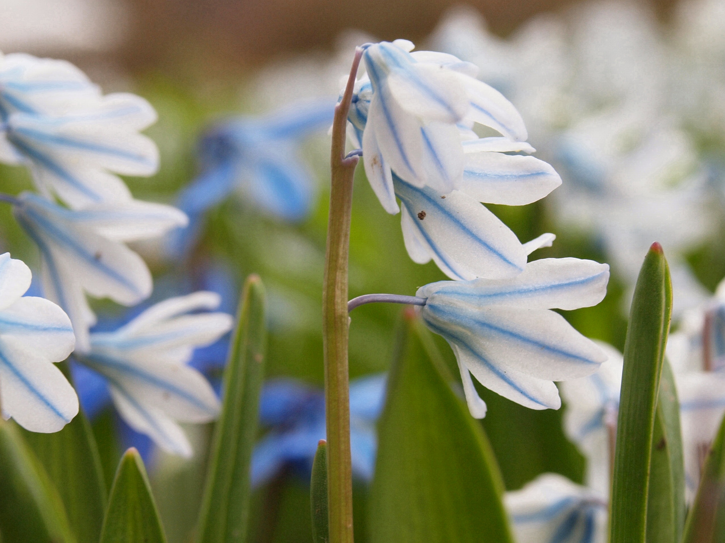 Blumenwiese